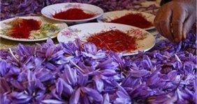 قیمت جدید زعفران اعلام شد/ زعفران کیلویی چند؟