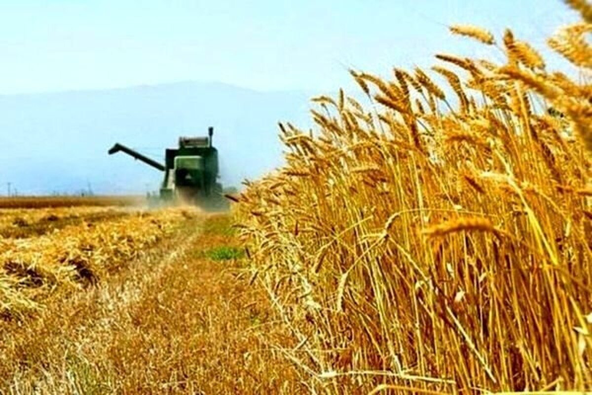 پیش‌بینی خرید ۲۰۰ هزار تن گندم از کشاورزان خراسان شمالی
