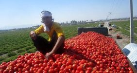 جدیدترین خبر دریاره ذخایر سیبزمینی، پیاز و گوجه/ قیمت گوجهفرنگی اعلام شد