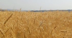 خبر خوش برای گندمکاران/ قیمت گندم در سال ۱۴۰۵ چقدر است؟