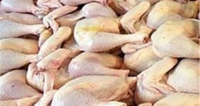 تولید ۲۰۰ هزار تن گوشت سفید در فارس