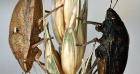 گسترش عملیات مبارزه با سن غلات در فارس