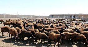 قیمت جدید دام زنده امروز ۹ اردیبهشت ۱۴۰۵/ گوسفند و گوساله چند شد؟ + جدول