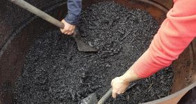 جادوی باستانی در قلب آمازون / «طلای سیاه آمازون» چیست؟
