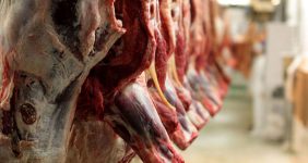 کاهش قیمت دام سبک/ آیا گوشت هم ارزان می‌شود؟