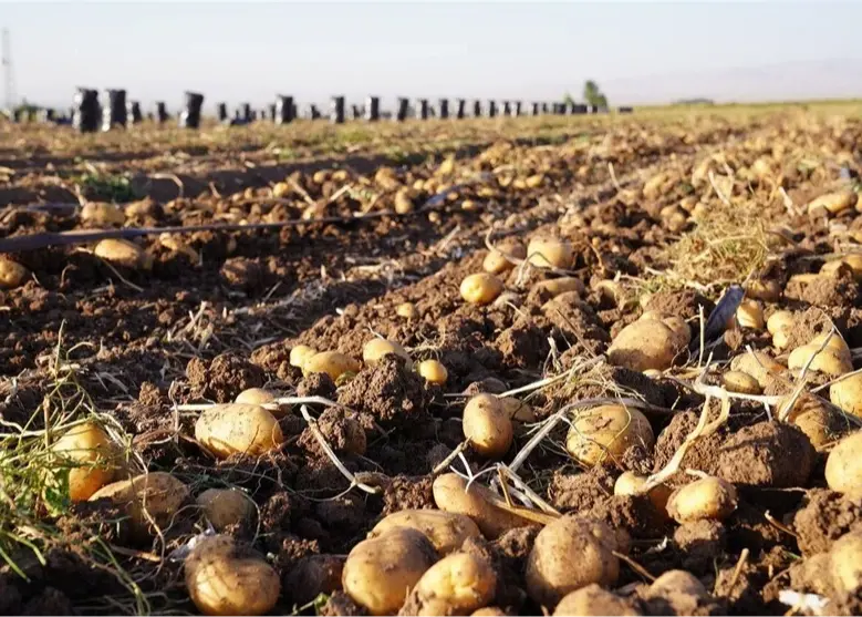 جهش ۷۰۰ درصدی قیمت سیب‌زمینی در اروپا!